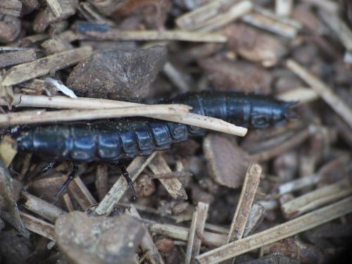 Carabinae